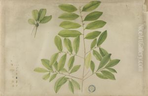 (Folhas, flores e frutos) by Jose Carlos dos Reis Carvalho