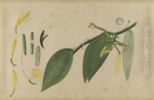 (Folhas, flores e frutos) by Jose Carlos dos Reis Carvalho