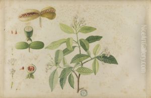 (Folhas, flores e frutos) by Jose Carlos dos Reis Carvalho
