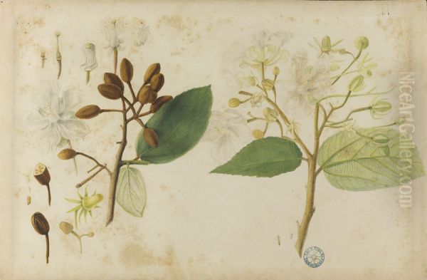 (Folhas, flores e frutos) - view 1