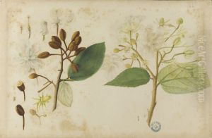 (Folhas, flores e frutos) by Jose Carlos dos Reis Carvalho