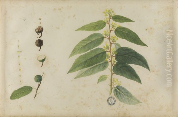(Folhas, flores e frutos) - view 1