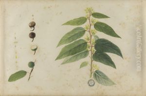 (Folhas, flores e frutos) by Jose Carlos dos Reis Carvalho