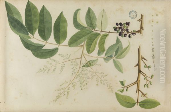 (Folhas, flores e frutos) - view 1