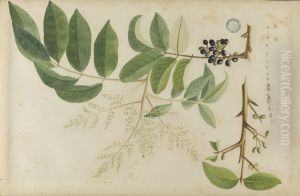 (Folhas, flores e frutos) by Jose Carlos dos Reis Carvalho