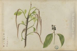 (Folhas, flores e frutos) by Jose Carlos dos Reis Carvalho
