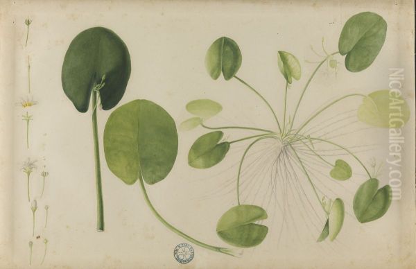 (Folhas, flores e raizes - view 1
