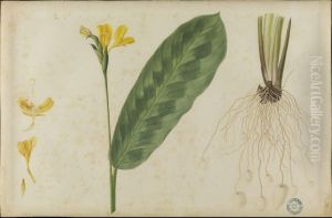 (Folhas, flores e raizes) by Jose Carlos dos Reis Carvalho