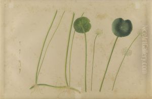 (Folhas, flores e raizes) by Jose Carlos dos Reis Carvalho