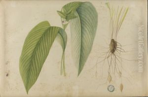 (Folhas, flores e raizes) by Jose Carlos dos Reis Carvalho
