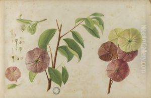 (Folhas, flores, frutos e raizes) by Jose Carlos dos Reis Carvalho