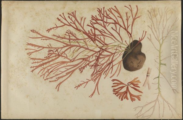 (Fruto e Raizes) - view 1
