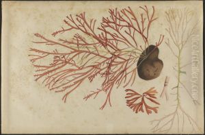 (Fruto e Raizes) by Jose Carlos dos Reis Carvalho