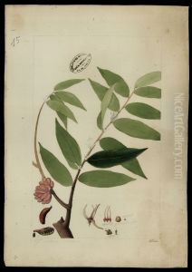 (Gnatteria)