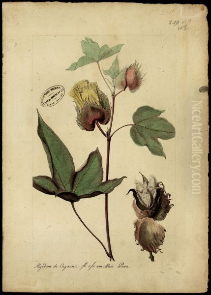 (Gossypium) - view 1