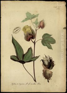 (Gossypium) by Joaquim Jose Codina