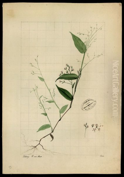 (Graminea) - view 1