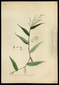 (Graminea)