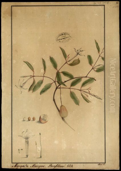 (Hancormia speciosa, Gom) - view 1