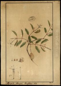 (Hancormia speciosa, Gom) by Joaquim Jose Codina