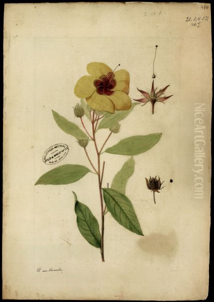 (Hibiscus) - view 1