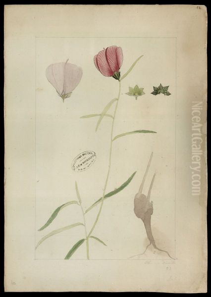 (Hibiscus) - view 1