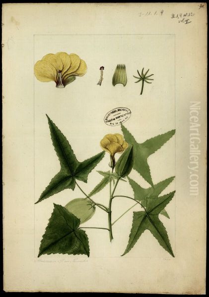 (Hibiscus) - view 1
