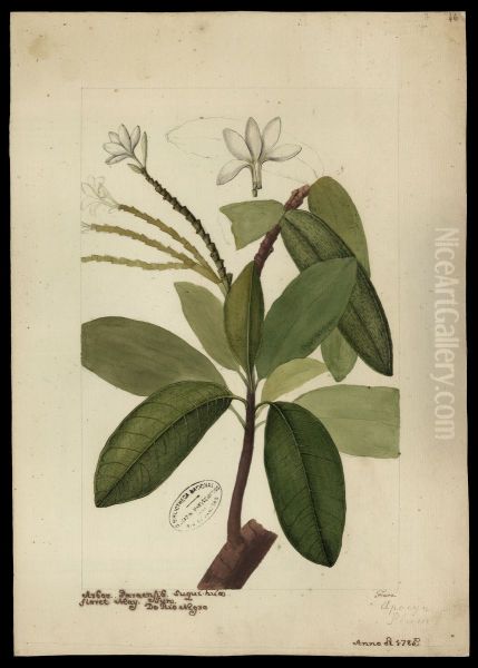 (Himatanthus sucuuba, Woods) - view 1