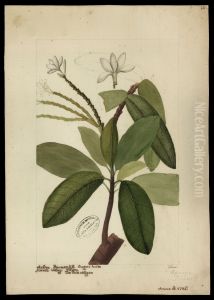 (Himatanthus sucuuba, Woods) by Jose Joaquim Freire