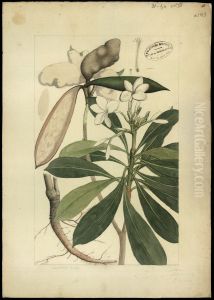 (Hiniatanthus lancifolia) (Hiniatanthus lancifolia)