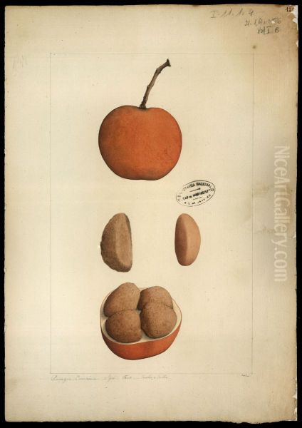 (Hippocratteaceae salacia) - view 1