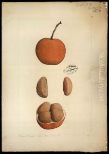 (Hippocratteaceae salacia) by Joaquim Jose Codina