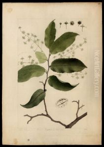(Homalium pedicellatum, Benth) by Joaquim Jose Codina