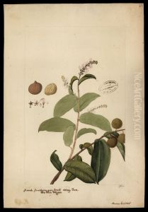 (Hyrtella) (Hyrtella)