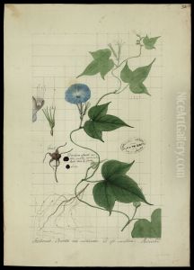 (Ipomoca acuminata, HBN) by Jose Joaquim Freire