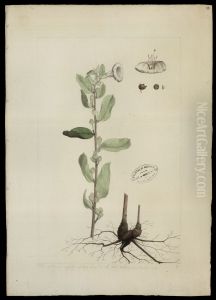 (Ipomoea) (Ipomoea)