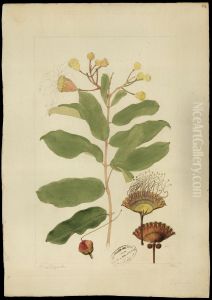(Lafaensia)