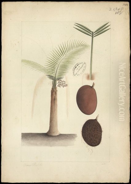 (Leopoldimia piassaba) - view 1