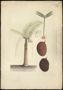 (Leopoldimia piassaba)