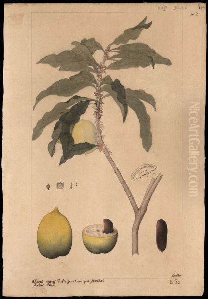 (Lucuma caimito) - view 1