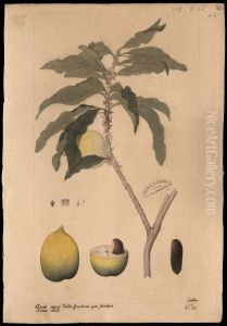 (Lucuma caimito) (Lucuma caimito)
