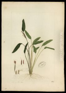 (Maranta) by Jose Joaquim Freire