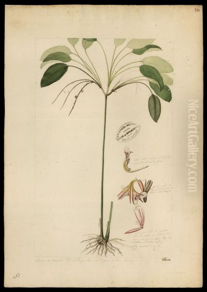 (Maranta) - view 1