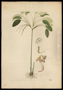 (Maranta) by Jose Joaquim Freire