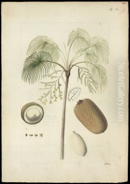 (Mauritia vinifera) - view 1