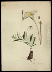 (Maurosiphonia longiflora, Muss) by Joaquim Jose Codina
