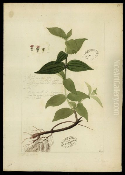 (Melastomacea) - view 1
