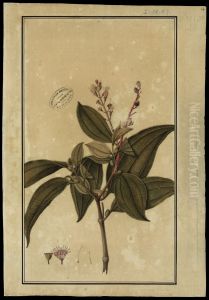 (Melastomacea) by Jose Joaquim Freire