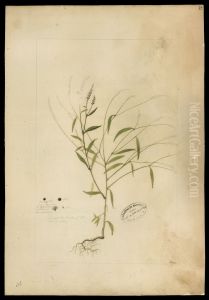 (Microtea glochidiata, Moq)