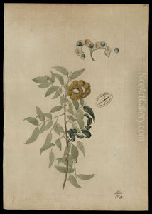(Mimosacea) (Mimosacea)